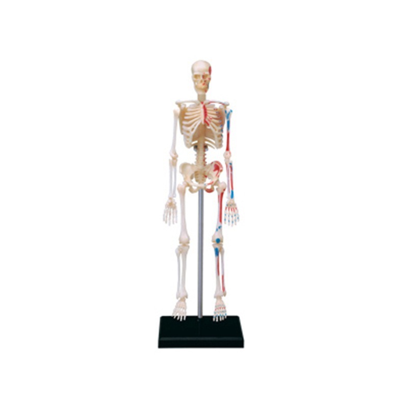 Medical Lab Technology - 4d Scheletro completo umano Anatomia Modello