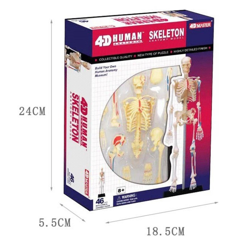 4d Scheletro completo umano An - Medical Lab Technology recensione e prezzo