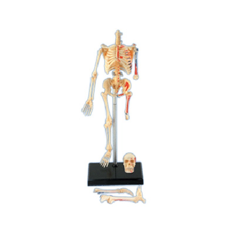4d Scheletro completo umano An - Medical Lab Technology recensione e prezzo
