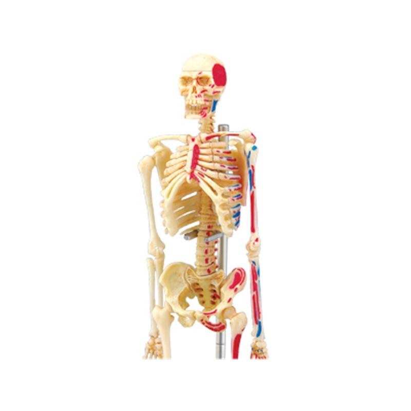 4d Scheletro completo umano An - Medical Lab Technology recensione e prezzo